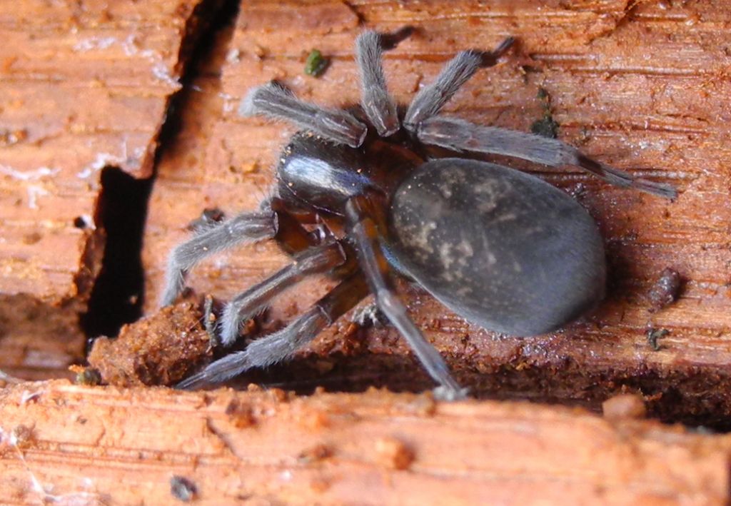 ragno di pianura: Amaurobius sp. - Cremona